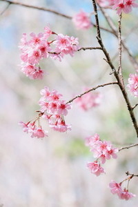 Cherry Blossom 04