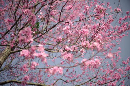 Cherry Blossom 06