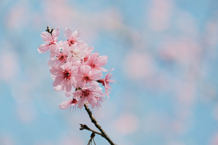 Cherry Blossom 09
