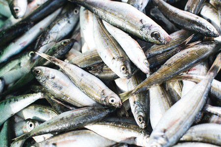 Sardines at fish market aerial