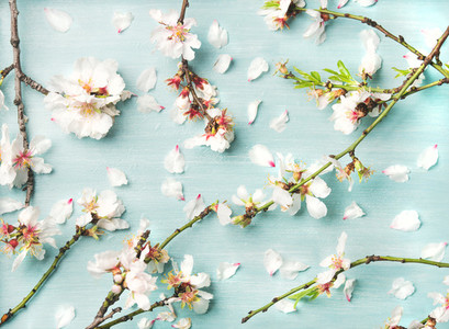 Spring floral background with white almond flowers and petals