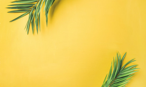 Green palm branches over yellow background wide composition