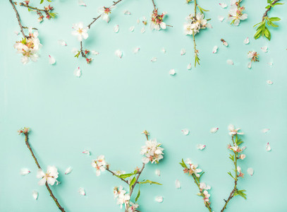 Spring almond blossom flowers over light blue background
