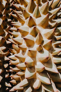 Durian Spikes
