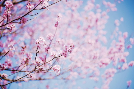 Cherry Blossom 11