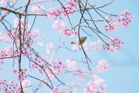 Cherry Blossom 13