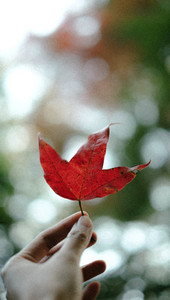 Red maple leaf in a woman hand