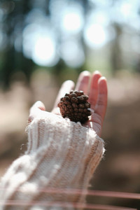 Pine cone on hand