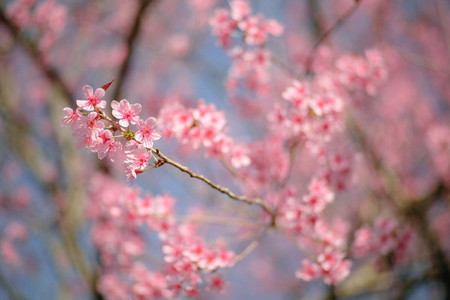 Cherry Blossom 15
