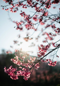 Cherry Blossom 16