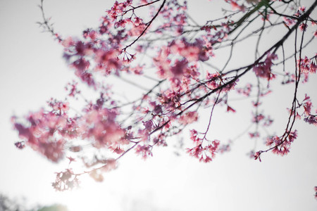 Cherry Blossom 17