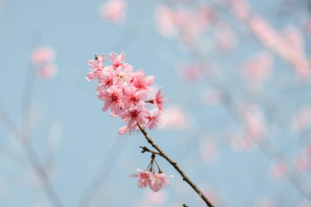 Cherry Blossom 18