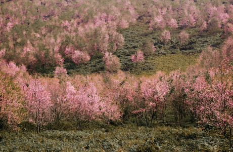 Colorful Cherry Blossom Forest
