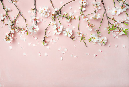 Spring almond blossom flowers and petals over light pink background