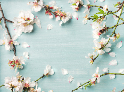 Spring almond blossom flowers over light blue background