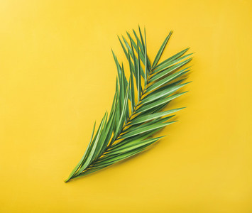 Green palm branches over yellow background  top view