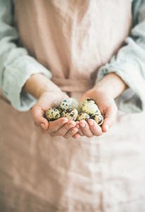 Natural Quail eggs and feather in womans hands for Easter