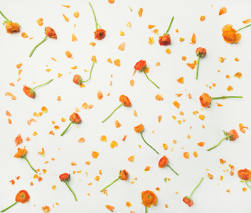 Flat lay of orange buttercup flowers over white background