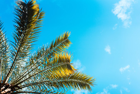 photo foliage of tropical palm trees