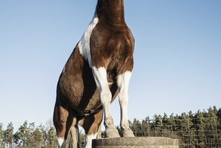 Cross Country Farm #30