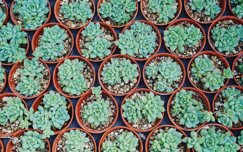 Top view of small cactus plant preparing for sale in the market
