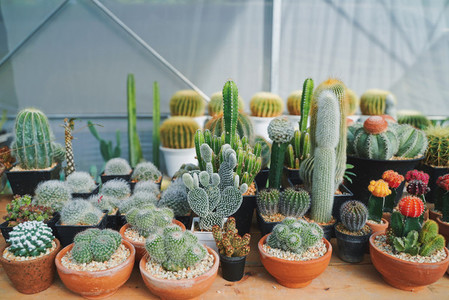 Many of various cactus plants on the pot at agriculture greenhou