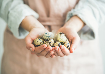Quail eggs and feather in womans hands  horizontal composition