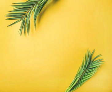 Green palm branches over yellow background