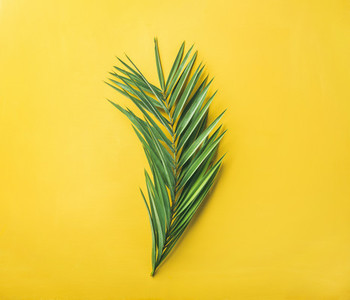 Green palm branch over bright yellow background  top view