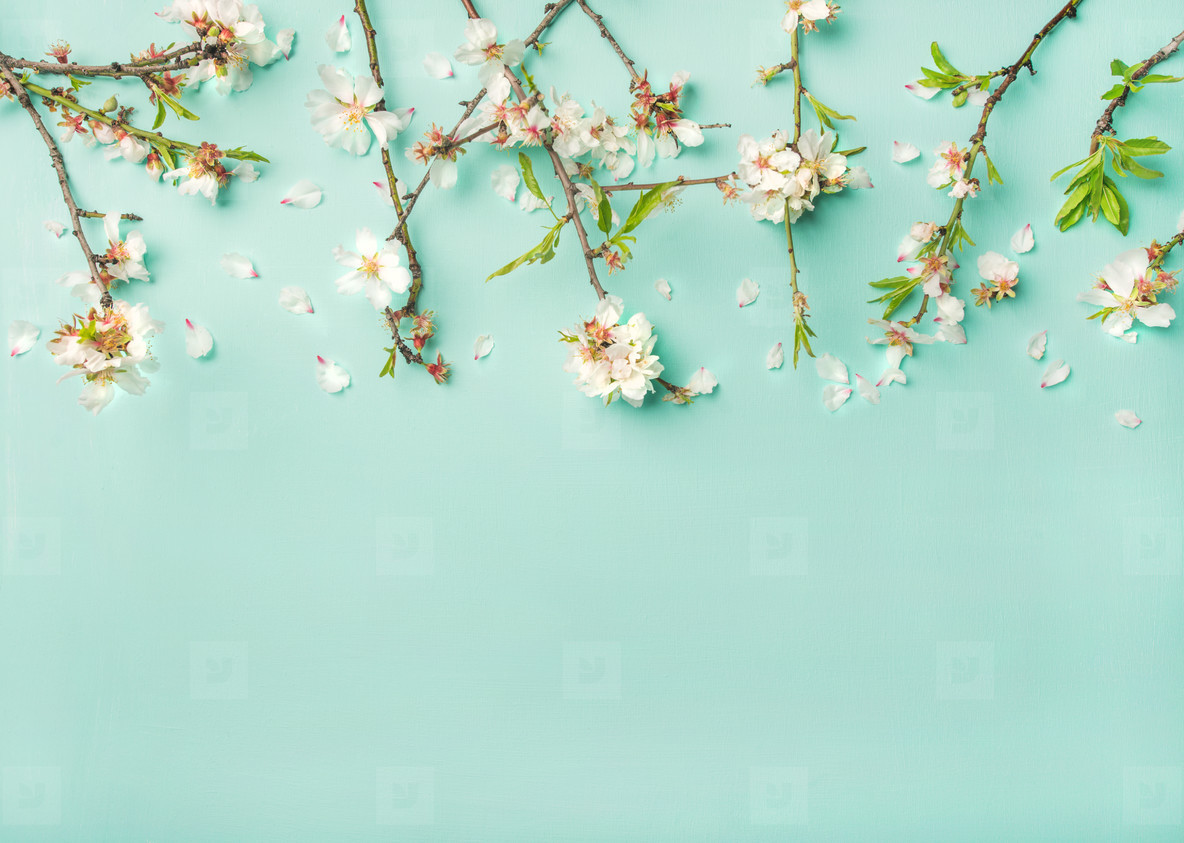 Photos Spring almond blossom flowers over light blue background