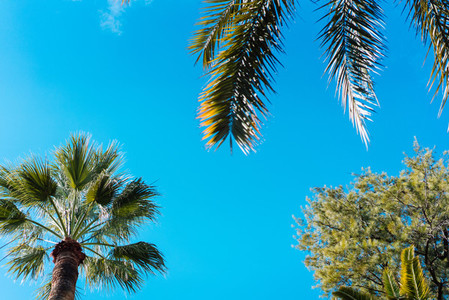 photo foliage of tropical palm trees