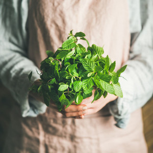 Female farmer holding bunch of fresh green mint  square crop