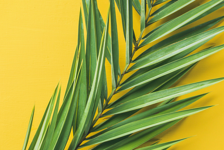 Green palm branches over yellow background, top view, narrow composition