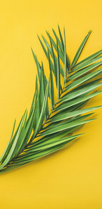 Green palm branches over yellow background  top view  narrow composition