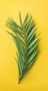 Green palm branch over bright yellow background narrow composition