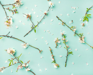 Spring floral background with almond blossom flowers over blue background