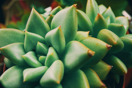 Amazing close up of an exotic succulent plant