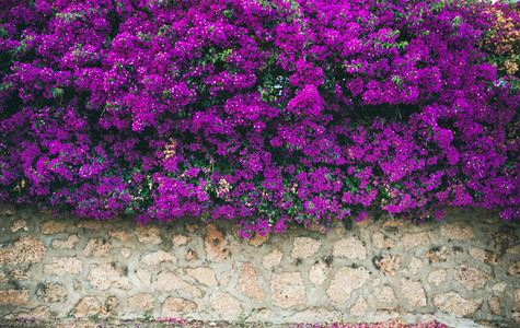 Wall covered with purple Bougainvillea