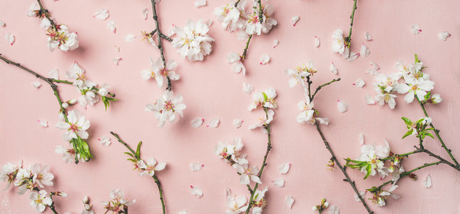 Spring almond blossom flowers over light pink background  wide composition