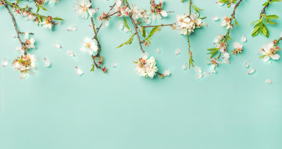 Spring almond blossom flowers over light blue background  wide composition