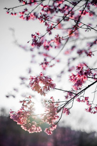Cherry Blossom 21