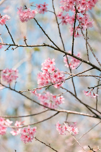 Cherry Blossom 22