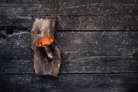 brown mushroom on the bark of a tree  wooden background