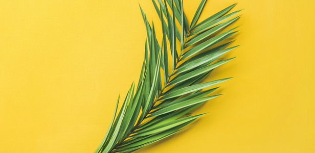 Green palm branches over yellow background  top view  wide composition