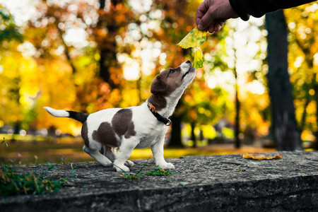 cute brown white puppy holds an autumn leaf in his mouth