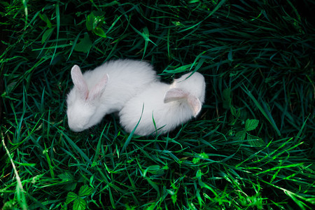 Two small rabbits against a background of juicy green grass  top view
