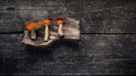 Brown mushrooms on the bark of a tree  wooden background
