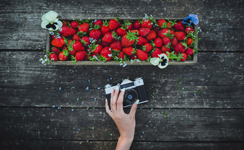 Old retro camera and strawberry with flowers in a box on a wooden old board background