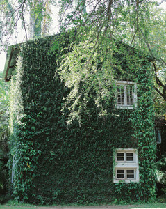 Old building house covered with green ivy plant
