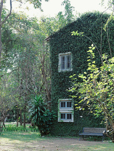 Old building house covered with green ivy plant